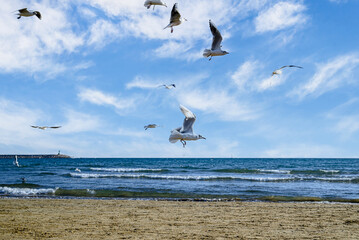 Beautiful photo of seagulls flying over the shore of the beach under the cloudy sky