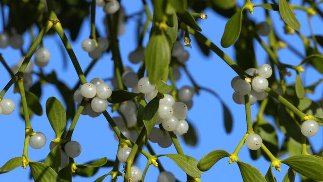 Mistletoe, green leaves and white fruits on a tree branch (Viscum album) - (4K)