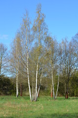 Młode wysokie brzozy wczesną wiosną, Betula © Ewa