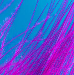 Purple feather on a blue background.