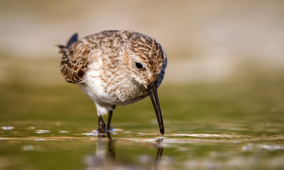 Dunlin