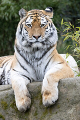 tiger in the zoo
