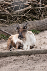 Fototapeta premium baby goat eating