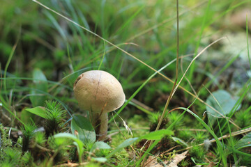 Tiny mushroom in the forest in early Spring