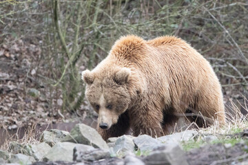 Obraz na płótnie Canvas brown bear cub