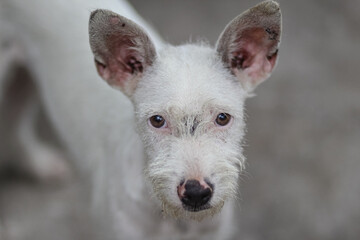 A white dog with a black furry nose looking at the camera.