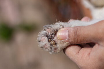 Lots of ticks on the hands of a furry puppy.