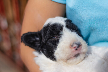 New born puppy with long white and black fur