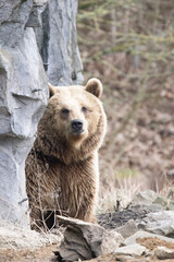 Obraz premium brown bear cub