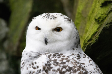 Obraz premium great horned owl