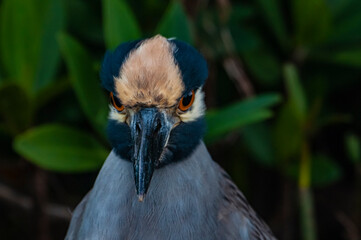 Yellow-crowned night heron (Nyctanassa violacea) Portrait