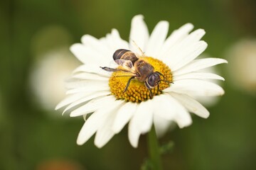Spring design, Bees flying over the flower on green natural garden background.