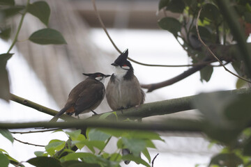 bird on a branch