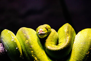snake in the grass