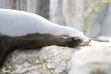 seal on rock