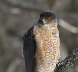 Cooper's hawk isolated on a branch in hunting mode