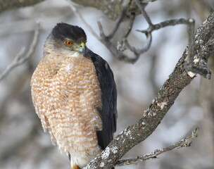 Cooper's hawk isolated on a branch in hunting mode
