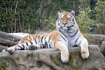 tiger in the wild