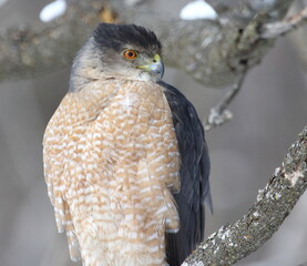 Cooper's hawk isolated on a branch in hunting mode