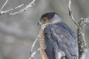 Cooper's hawk isolated on a branch in hunting mode