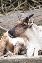 Fototapeta premium baby goat with parent