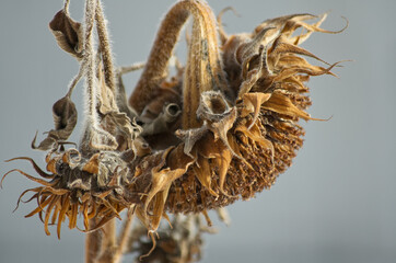 Close up of a Withered Sunflower