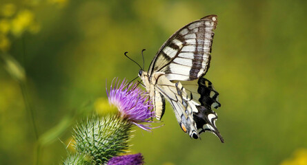 Old World swallowtail
