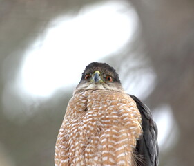 Cooper's hawk isolated on a branch in hunting mode