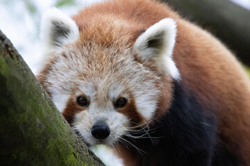 red panda in the zoo