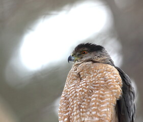 Cooper's hawk isolated on a branch in hunting mode