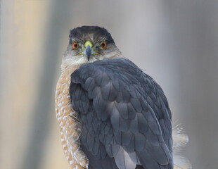 Cooper's hawk isolated on a branch in hunting mode