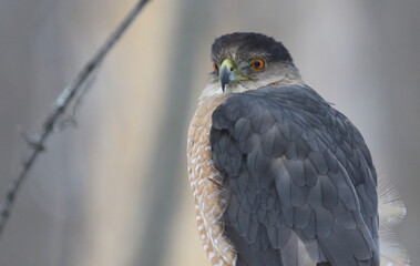 Cooper's hawk isolated on a branch in hunting mode