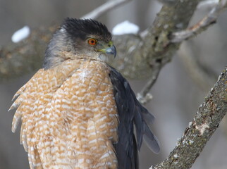 Cooper's hawk isolated on a branch in hunting mode