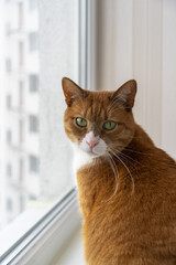 The green eyes of the orange cat on the windowsill by the window in the apartment on the top floor are looking at me. Front view, pets next to us