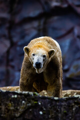 Fototapeta premium brown bear cub