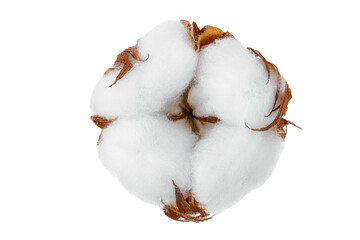 Cotton plant flower isolated on white background with clipping path and full depth of field