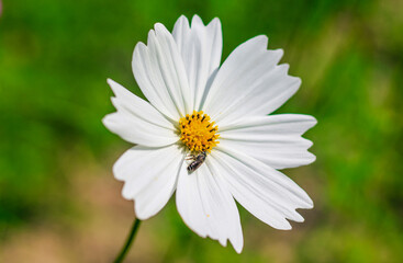 Fototapeta premium Bee having honey on cosmos flower (Cosmos Bipinnatus). Honey bee collecting pollen at cosmos flower.