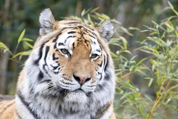 siberian tiger cub