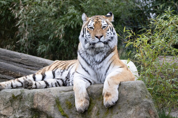 tiger in the wild