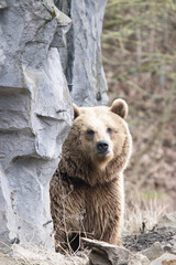 Fototapeta premium brown bear cub