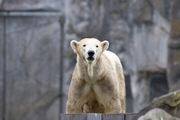 polar bear cub © Marco
