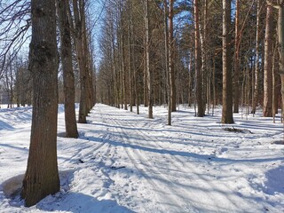 Winter in Pavlovsky Park white snow and cold trees