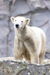 Fototapeta premium polar bear cub