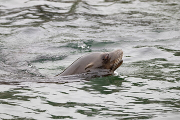 sea lion in the water