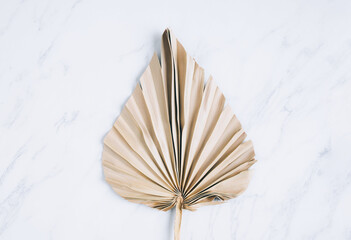 Dry palm leaf on white marble background. Close up of dried fan shaped tropical palm tree leaf. Natural