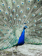 Fototapeta premium Male peacock with bright plumage spread his tail