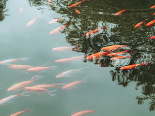 Koi fish or carp fish swimming in the pond