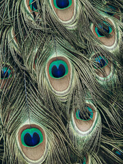 Colorful peacock feathers in pattern. Peacock tail feather in detail