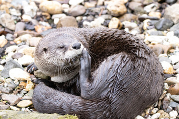 otter on the rock