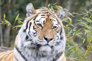 tiger in zoo